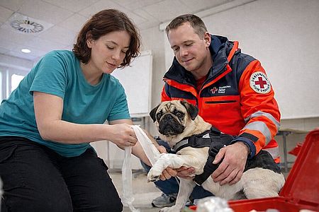 Erste Hilfe am Hund Zwei Personen behandeln einen Hund mit verletztem Bein
