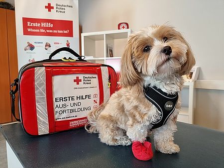 Erste-Hilfe am Hund. Ein kleiner Hund mit verbundener Pfote sitzt auf einem Tisch vor einer roten Erste-Hilfe-Tasche
