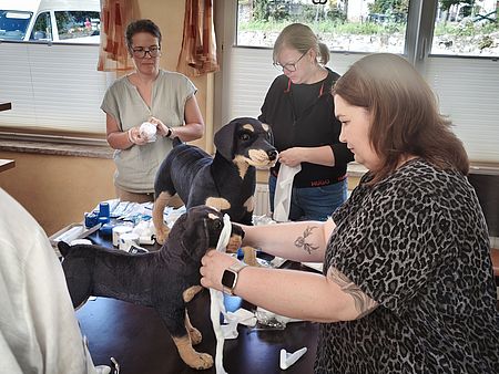 Die Teilnehmer üben an den Trainings-Hunde-Modellen Drei Frauen stehen um einen Tisch voll mit Verbandmaterial und verbinden zwei Stoff-Übungshunde